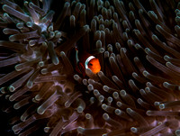 Anemone Clownfish Youth 2 20x16