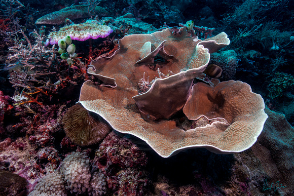 Corals Aplenty Apo Island 24x16