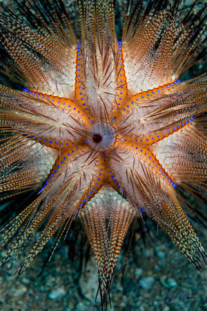 Radiant Sea Urchin 2 Dumaguete 16x24