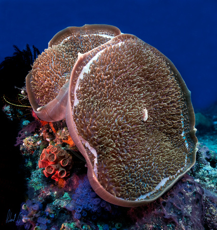 Corals Apo Island 15x16 or 30x32