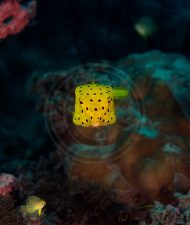 Boxfish Baby 15x15