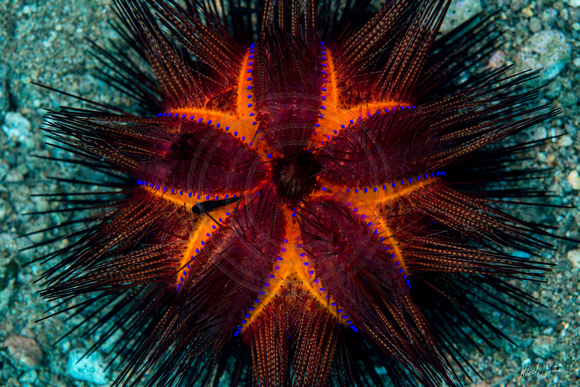 Radiant Sea Urchin Dumaguete 24x16
