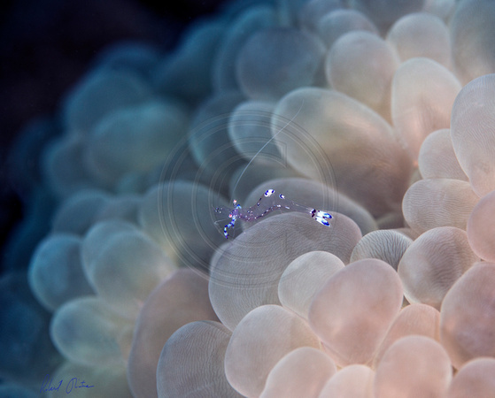 Shrimp A+ on Bubble Coral Dumaguete 22x18 or 30x24