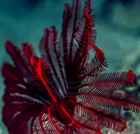 Crinoid in Red 16x16