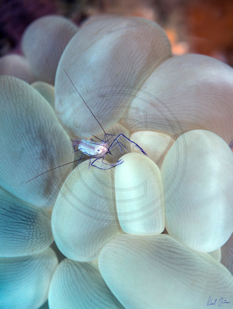 Bubble Coral Shrimp Dumaguete 15x20