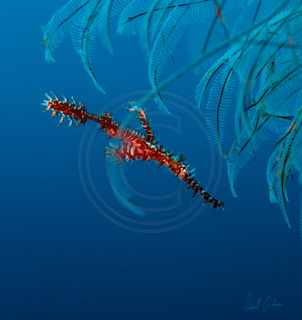 Ornate Ghost Pipefish Male Hanging in the Hydroids 15x16