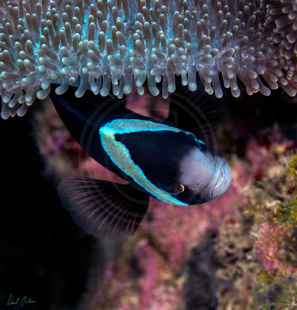 Black Anemonefish 2 16x16 or 24x24