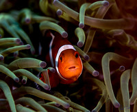 Anemone Clownfish in Dumaguete Green 20x16