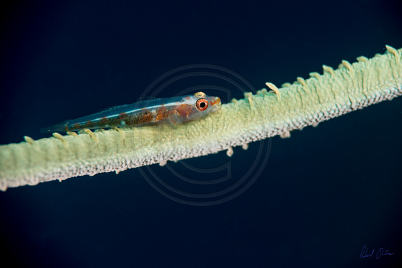 Wire coral goby Sequijor 24x18