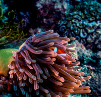 Anemone Clownfish Embrace 12x12 or 16x16